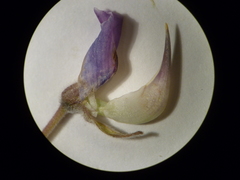 Lupinus albicaulis