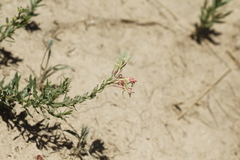 Oxytropis lambertii