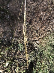 Eragrostis speciosa