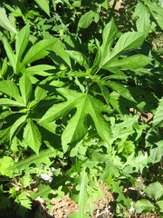 Ambrosia trifida