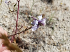 Delphinium parishii parishii