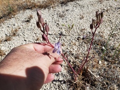 Delphinium parishii parishii