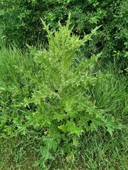 Onopordum tauricum