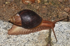 Lissachatina immaculata