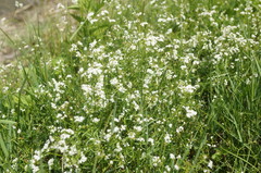 Galium elongatum