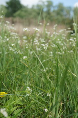 Galium elongatum
