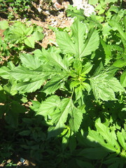 Ambrosia trifida