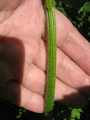 Ambrosia trifida