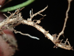 Rhizobiaceae