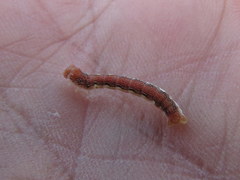 Erannis tiliaria
