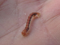 Erannis tiliaria