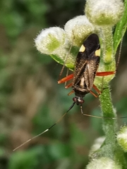 Closterotomus ventralis