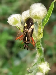 Closterotomus ventralis