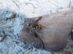Psammaletes
