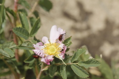 Merhynchites wickhami