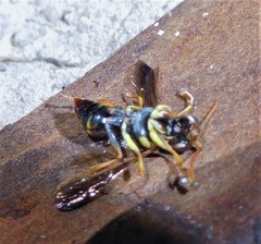 Psammaletes