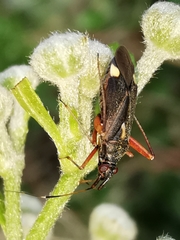 Closterotomus ventralis