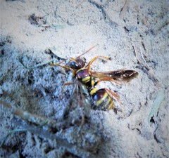 Psammaletes