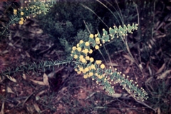 Acacia uncinata