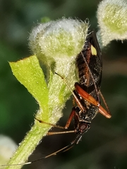 Closterotomus ventralis