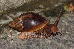 Lissachatina immaculata
