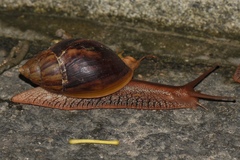 Lissachatina immaculata