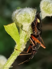 Closterotomus ventralis