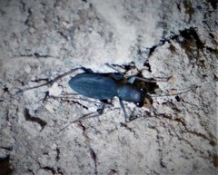 Dromochorus pilatei