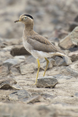 Burhinus superciliaris