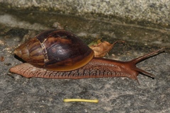 Lissachatina immaculata