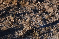Chersomanes albofasciata erikssoni