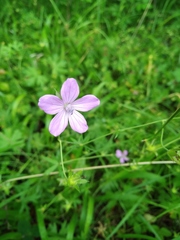 Geranium asphodeloides