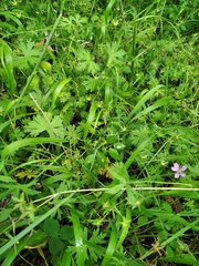 Geranium asphodeloides