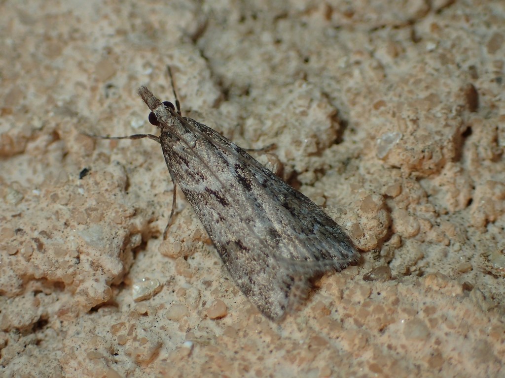 Narrow-winged Grey