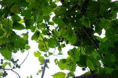 Cordia dichotoma