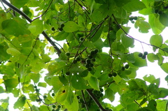 Cordia dichotoma
