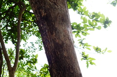 Cordia dichotoma