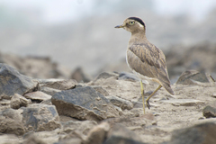 Burhinus superciliaris