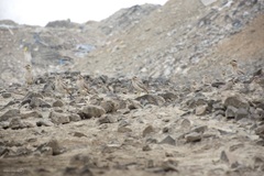 Burhinus superciliaris