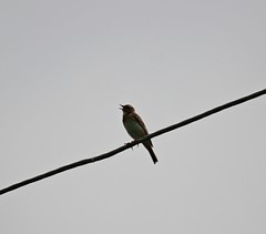 Anthus hodgsoni