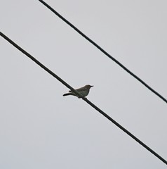Anthus hodgsoni