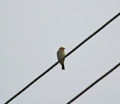 Anthus hodgsoni