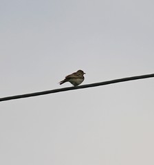 Anthus hodgsoni