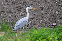 Ardea cinerea