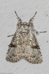 Charadra dispulsa