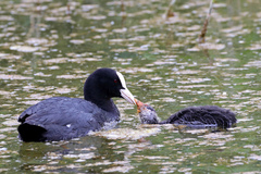 Fulica atra