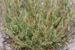 Sanguisorbinae