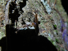 Selonodon