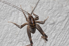 Ceuthophilus maculatus