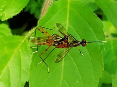Rainieria